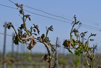 Vinařům způsobily mrazy škodu přes dvě miliardy Kč, zánik hrozí většině ovocnářů
